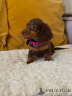 Photo №1. dachshund - for sale in the city of Helsinki | 516$ | Announcement № 163631