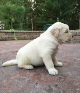 Photo №1. golden retriever - for sale in the city of Санкт-Мориц | 235$ | Announcement № 129287