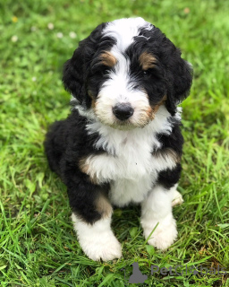 Photo №1. bernese mountain dog - for sale in the city of Potsdam | 376$ | Announcement № 149057