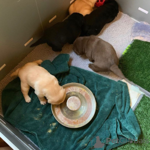 Photo №2 to announcement № 174901 for the sale of labrador retriever - buy in France private announcement