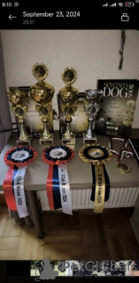 Photo №4. I will sell schnauzer in the city of Belgrade.  - price - negotiated