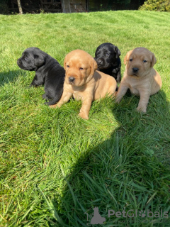 Photo №2 to announcement № 18633 for the sale of labrador retriever - buy in Ireland private announcement