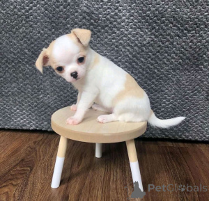 Photo №2 to announcement № 169848 for the sale of chihuahua - buy in United States breeder