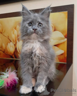 Photo №4. I will sell maine coon in the city of Jezreel Valley. private announcement - price - 350$