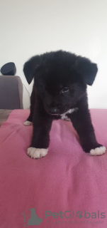 Photo №1. akita - for sale in the city of Эспоо | 338$ | Announcement № 123492