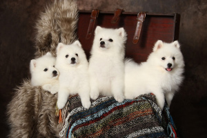 Photo №1. japanese spitz - for sale in the city of Rostov-on-Don | 2000$ | Announcement № 350