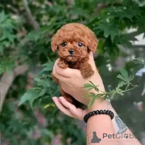Photo №1. poodle (toy) - for sale in the city of Ústí nad labem | 310$ | Announcement № 174642