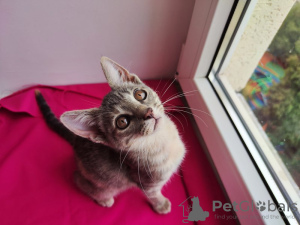 Additional photos: Adorable baby Suri is looking for a home.