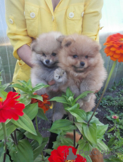 Photo №2 to announcement № 11911 for the sale of pomeranian - buy in Belarus private announcement