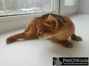 Photo №4. I will sell abyssinian cat in the city of Nizhny Novgorod. breeder - price - 457$
