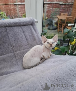 Photo №4. I will sell devon rex in the city of Berlin. breeder - price - negotiated