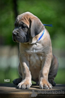 Photo №4. I will sell cane corso in the city of Belgrade. breeder - price - negotiated