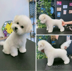 Photo №3. Bichon Frize puppies. France