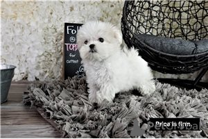 Photo №4. I will sell maltese dog in the city of Berlin.  - price - negotiated