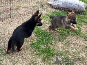 Photo №2 to announcement № 134789 for the sale of german shepherd - buy in United States breeder