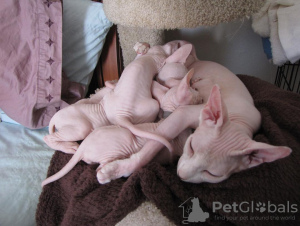 Photo №2 to announcement № 111064 for the sale of sphynx cat - buy in Germany private announcement, from nursery, breeder