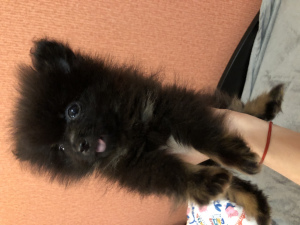 Photo №2 to announcement № 5363 for the sale of german spitz - buy in Russian Federation private announcement