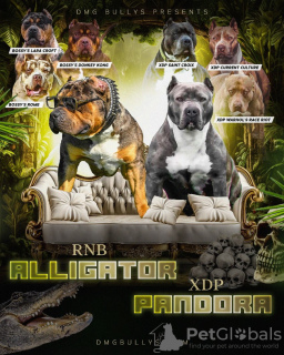 Photo №1. american bully - for sale in the city of Belgrade | negotiated | Announcement № 125852