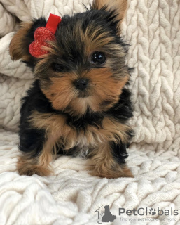 Photo №1. yorkshire terrier - for sale in the city of Split | negotiated | Announcement № 101973