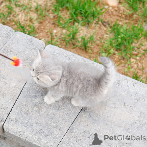 Photo №2 to announcement № 152207 for the sale of munchkin - buy in United States breeder