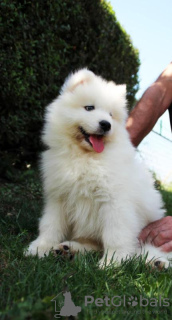 Photo №3. Samoyed puppies. Serbia