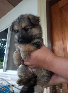 Photo №2 to announcement № 140713 for the sale of german shepherd - buy in Germany breeder