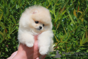 Photo №2 to announcement № 7494 for the sale of pomeranian - buy in Belarus breeder