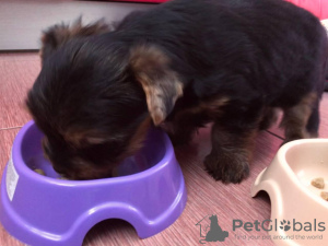 Additional photos: Yorkshire Terrier