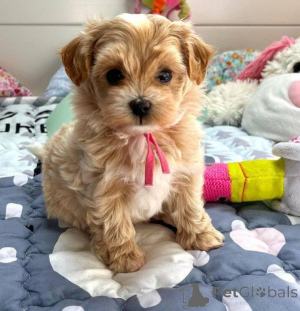 Photo №1. cavalier king charles spaniel - for sale in the city of Berlin | negotiated | Announcement № 135140