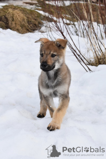 Photo №1. czechoslovakian wolfdog - for sale in the city of Yaroslavl | negotiated | Announcement № 9721