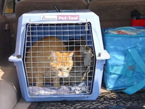 Photo №2. Services for the delivery and transportation of cats and dogs in Belarus. Price - Negotiated. Announcement № 603