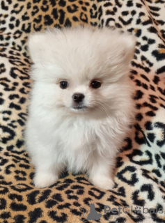 Photo №1. pomeranian - for sale in the city of Москва | 391$ | Announcement № 79813