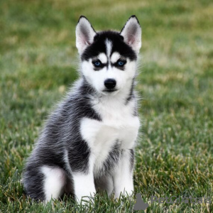 Photo №1. siberian husky - for sale in the city of Rostov-on-Don | Is free | Announcement № 35492