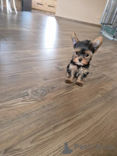Photo №4. I will sell yorkshire terrier in the city of Niepołomice. breeder - price - 894$