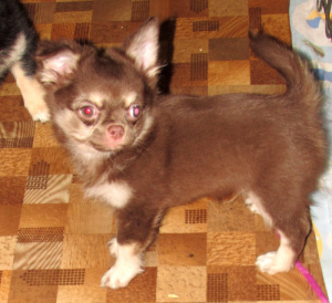 Photo №3. Chihuahua boy choco-tan. Russian Federation