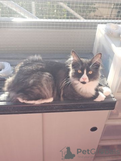 Photo №4. I will sell maine coon in the city of Chemnitz. private announcement - price - 282$