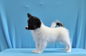 Photo №4. I will sell papillon dog in the city of Москва. breeder - price - 729$