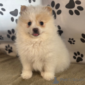 Photo №1. pomeranian - for sale in the city of Anjala | negotiated | Announcement № 168819