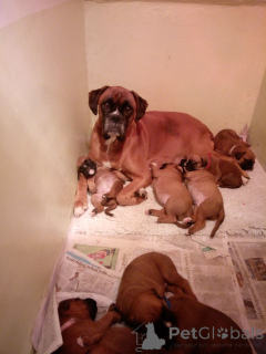 Photo №3. Boxer puppies. Belgium