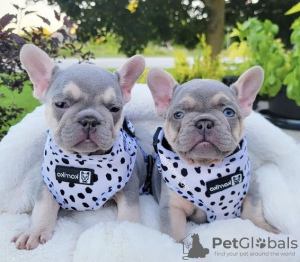 Photo №2 to announcement № 82171 for the sale of french bulldog - buy in Germany 