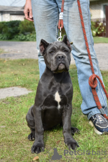 Photo №2 to announcement № 23065 for the sale of cane corso - buy in Belarus from nursery, breeder