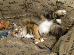 Photo №4. I will sell  in the city of Moskova. private announcement - price - Is free