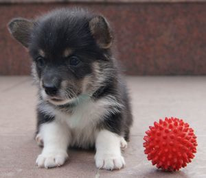 Photo №1. welsh corgi - for sale in the city of Almaty | Negotiated | Announcement № 1476