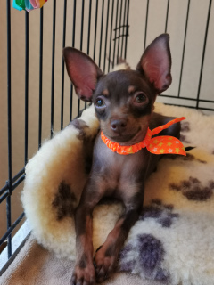 Photo №1. pražský krysařík - for sale in the city of  | negotiated | Announcement № 2620