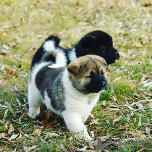 Photo №3. American Akita puppies. Germany