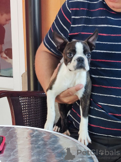 Photo №1. boston terrier - for sale in the city of Belgrade | negotiated | Announcement № 72146