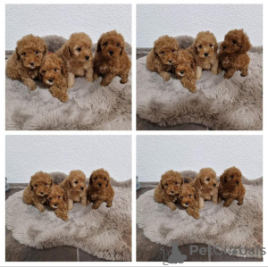 Photo №1. poodle (toy) - for sale in the city of Böbingen | negotiated | Announcement № 103675