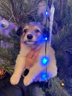 Photo №3. Wonderful baby Snezha is looking for a home. In good hands.. Russian Federation