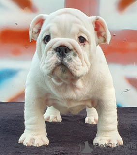 Photo №1. english bulldog - for sale in the city of Odessa | 700$ | Announcement № 52195