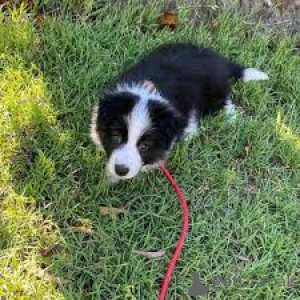 Photo №2 to announcement № 169381 for the sale of border collie - buy in Finland private announcement, breeder